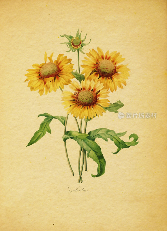 Gaillardia |古董花卉插图